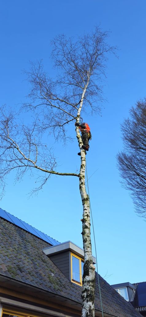 Boom snoeien Nijmegen  boom kappen in Nijmegen Boom snoeien Berg en Dal Boom kappen Berg en dal Boom snoeien Malden Boom kappen Malden Boom snoeien Heilig Landstichting Boom kappen Heilig landstichting Boom snoeien Mook Boom kappen Mook Boom snoeien Cuijk Boom kappen Cuijk Boom snoeien Wijchen Boom kappen Wijchen Boom snoeien Lent Boom kappen Lent Boom snoeien Ede Boom kappen ede Boom snoeien Winssen Boom kappen Winssen Boom snoeien Kessel Boom kappen Kessel Boom snoeien Groesbeek Boom kappen Groesbeek 
Boom snoeien Oosterhout Boom kappen Oosterhout Boom snoeien Beuningen Boom kappen Beuningen Boom snoeien Beneden-Leeuwen Boom kappen Beneden-Leeuwen Boom snoeien Ravenstein Boom kappen Ravenstein Boom snoeien Grave Boom kappen Grave
Boom snoeien Arnhem Boom kappen Arnhem Boom snoeien  Rhede Boom kappen Rhede Boom snoeien Zevenaar Boom kappen Zevenaar 
Boom snoeien Druten  Boom kappen Druten Boom snoeien Tiel Boom kappen Tiel Boom snoeien Doetinchem Boom kappen Doetinchem 
Boom snoeien Elst Boom kappen Elst Boom snoeien Heumen Boom kappen Heumen Boom snoeien  Ooy Ooij Boom kappen Ooy Ooij Boom snoeien Hernen Boom kappen Hernen Boom snoeien Wamel Boom kappen Wamel 
Boom snoeien Ressen Boom kappen Ressen Boom snoeien Doornenburg Boom kappen Doornenburg Boom snoeien Lent Boom kappen Lent
Boom snoeien Millingen aan de Rijn Boom kappen Millingen aan de Rijn Boom snoeien Plasmolen Boom kappen Plasmolen 
Boom snoeien Middelaar  Boom kappen Middelaar Boom snoeien Milsbeek Boom kappen Milsbeek  Boom snoeien Molenhoek Boom kappen Molenhoek Boom snoeien Gennep Boom kappen Gennep 
