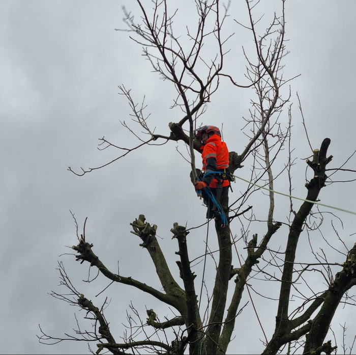 Boom snoeien Nijmegen  boom kappen in Nijmegen Boom snoeien Berg en Dal Boom kappen Berg en dal Boom snoeien Malden Boom kappen Malden Boom snoeien Heilig Landstichting Boom kappen Heilig landstichting Boom snoeien Mook Boom kappen Mook Boom snoeien Cuijk Boom kappen Cuijk Boom snoeien Wijchen Boom kappen Wijchen Boom snoeien Lent Boom kappen Lent Boom snoeien Ede Boom kappen ede Boom snoeien Winssen Boom kappen Winssen Boom snoeien Kessel Boom kappen Kessel Boom snoeien Groesbeek Boom kappen Groesbeek 
Boom snoeien Oosterhout Boom kappen Oosterhout Boom snoeien Beuningen Boom kappen Beuningen Boom snoeien Beneden-Leeuwen Boom kappen Beneden-Leeuwen Boom snoeien Ravenstein Boom kappen Ravenstein Boom snoeien Grave Boom kappen Grave
Boom snoeien Arnhem Boom kappen Arnhem Boom snoeien  Rhede Boom kappen Rhede Boom snoeien Zevenaar Boom kappen Zevenaar 
Boom snoeien Druten  Boom kappen Druten Boom snoeien Tiel Boom kappen Tiel Boom snoeien Doetinchem Boom kappen Doetinchem 
Boom snoeien Elst Boom kappen Elst Boom snoeien Heumen Boom kappen Heumen Boom snoeien  Ooy Ooij Boom kappen Ooy Ooij Boom snoeien Hernen Boom kappen Hernen Boom snoeien Wamel Boom kappen Wamel 
Boom snoeien Ressen Boom kappen Ressen Boom snoeien Doornenburg Boom kappen Doornenburg Boom snoeien Lent Boom kappen Lent
Boom snoeien Millingen aan de Rijn Boom kappen Millingen aan de Rijn Boom snoeien Plasmolen Boom kappen Plasmolen 
Boom snoeien Middelaar  Boom kappen Middelaar Boom snoeien Milsbeek Boom kappen Milsbeek  Boom snoeien Molenhoek Boom kappen Molenhoek Boom snoeien Gennep Boom kappen Gennep 
