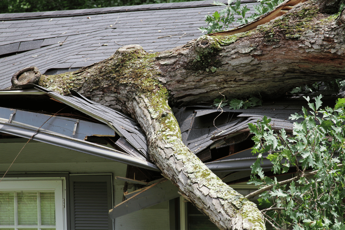 A tree branch has fallen onto a roof, causing damage.