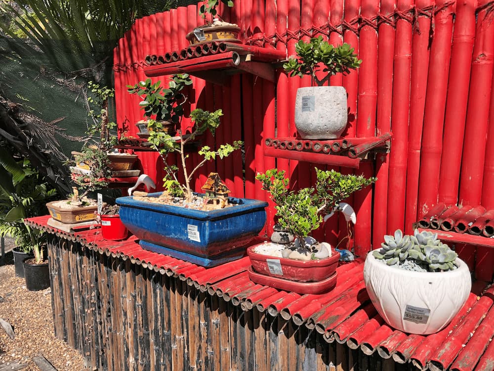 Range of Bonsai Plants - Plants and Landscaping Supplies in Walligan, QLD