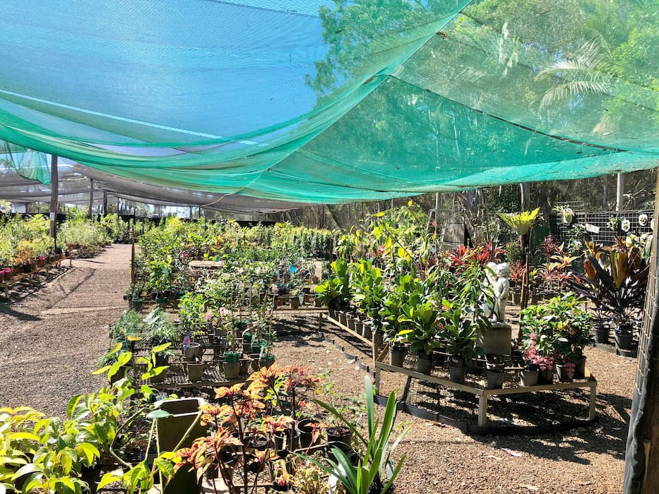 Large Range of Garden Plants - Plants and Landscaping Supplies in Walligan, QLD