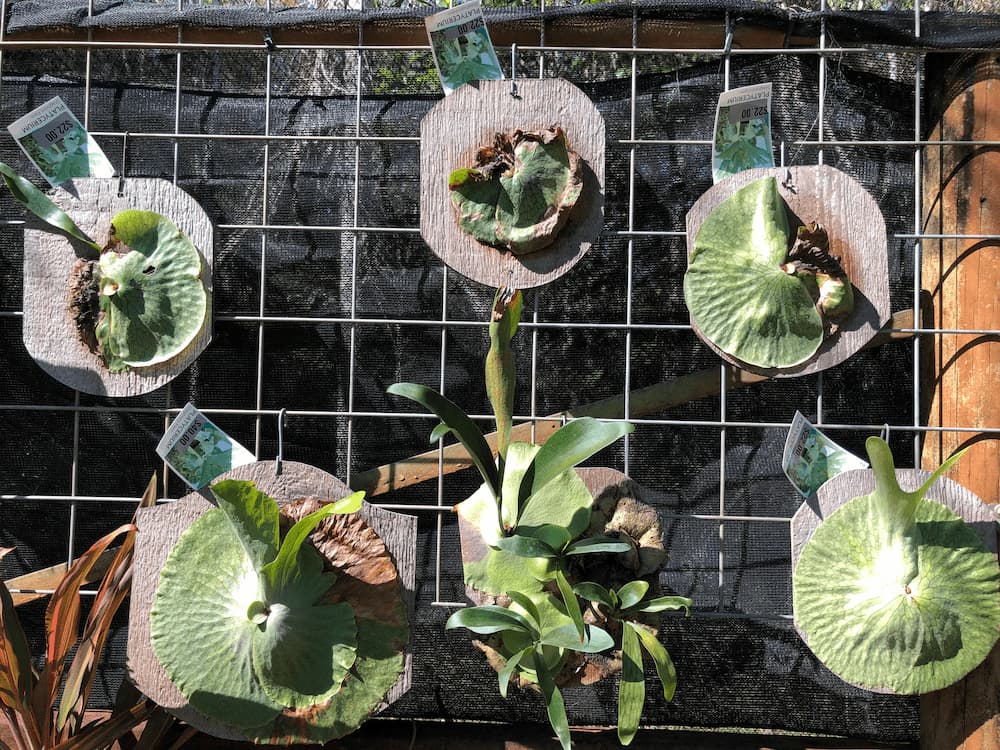 Wall Art with Living Plants - Plants and Landscaping Supplies in Walligan, QLD