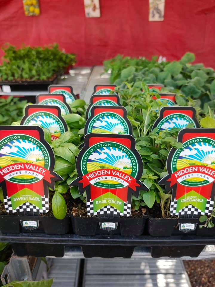 Pots of Oregano & Basil - Plants and Landscaping Supplies in Walligan, QLD