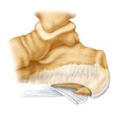Medical illustration of the human ankle joint showing the anatomy of the talus, calcaneus, and connecting ligaments.
