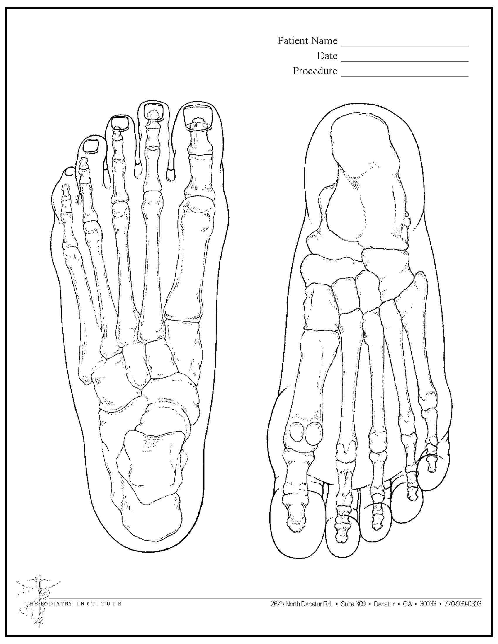 Anatomy worksheet featuring line drawings of human foot skeletons from dorsal and plantar views, with space for labels.