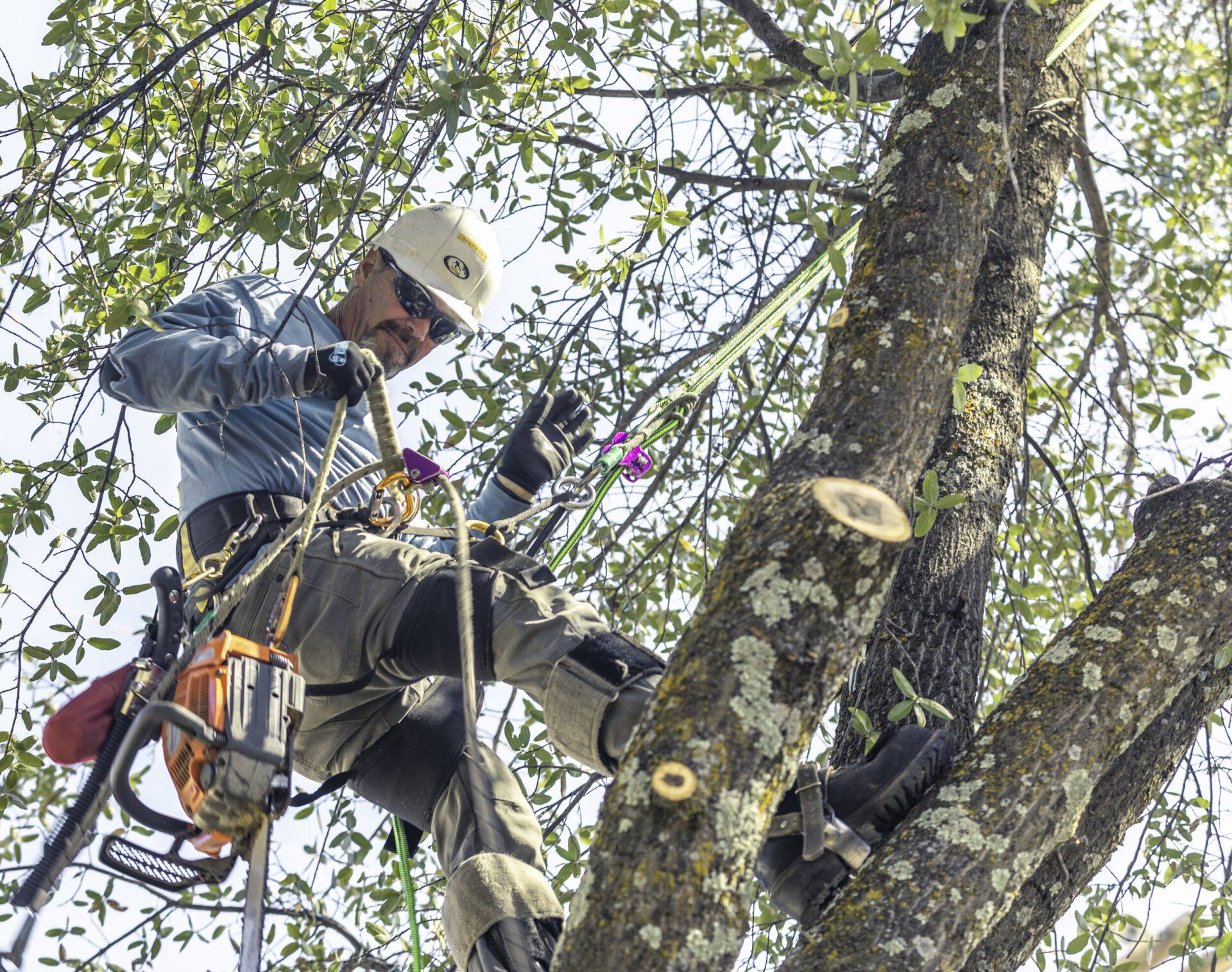 Tree Pruning in Payson, AZ | Tree Crafters