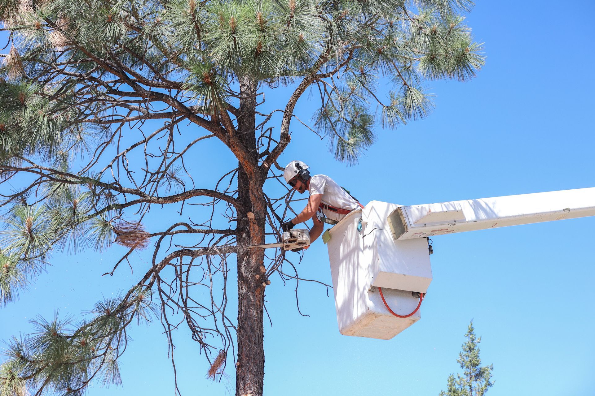 Tree Trimming in Pine, AZ | Tree Crafters