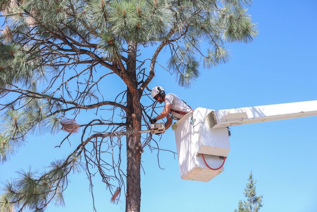 Local Tree Service