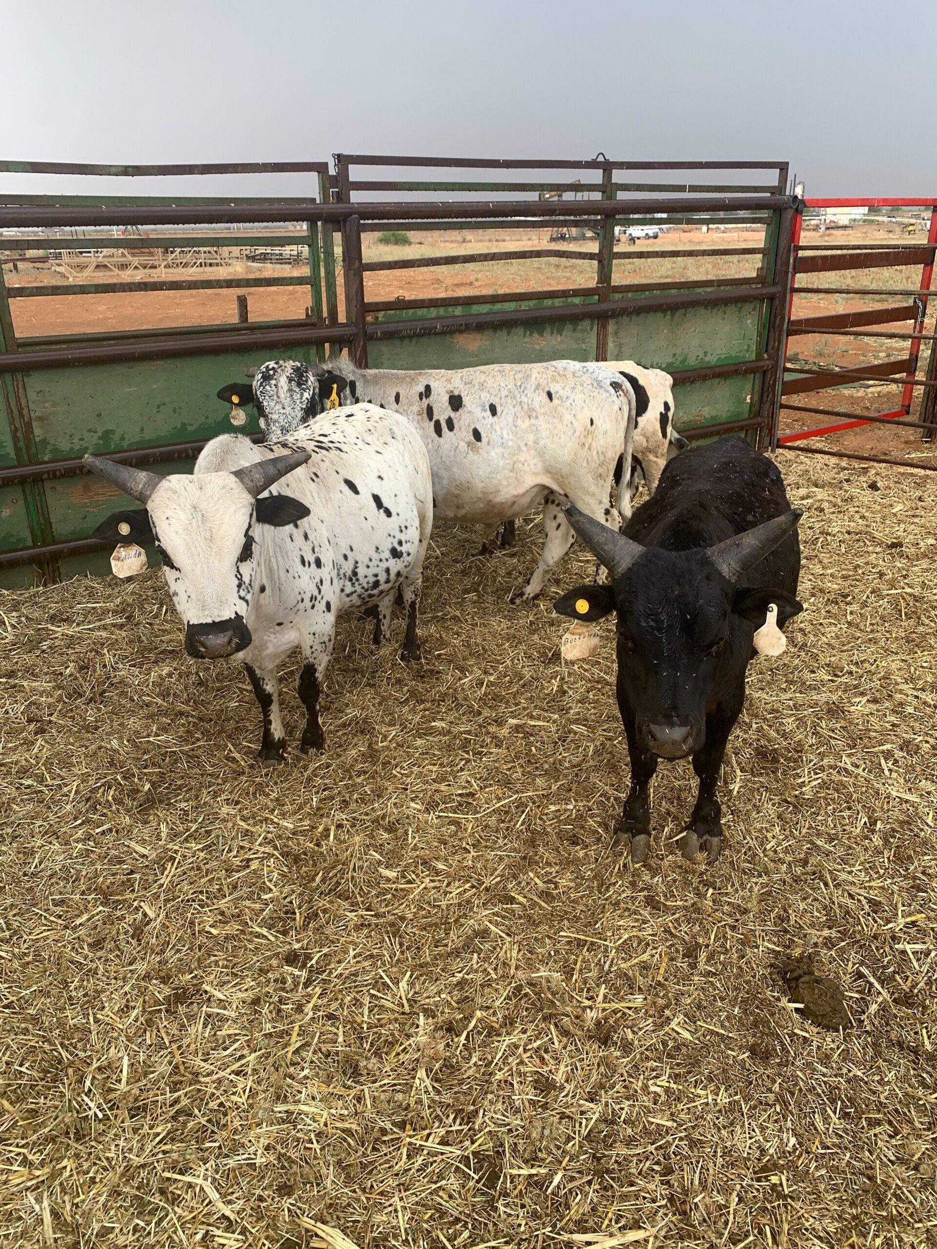 Rodeo Bulls at Stampede