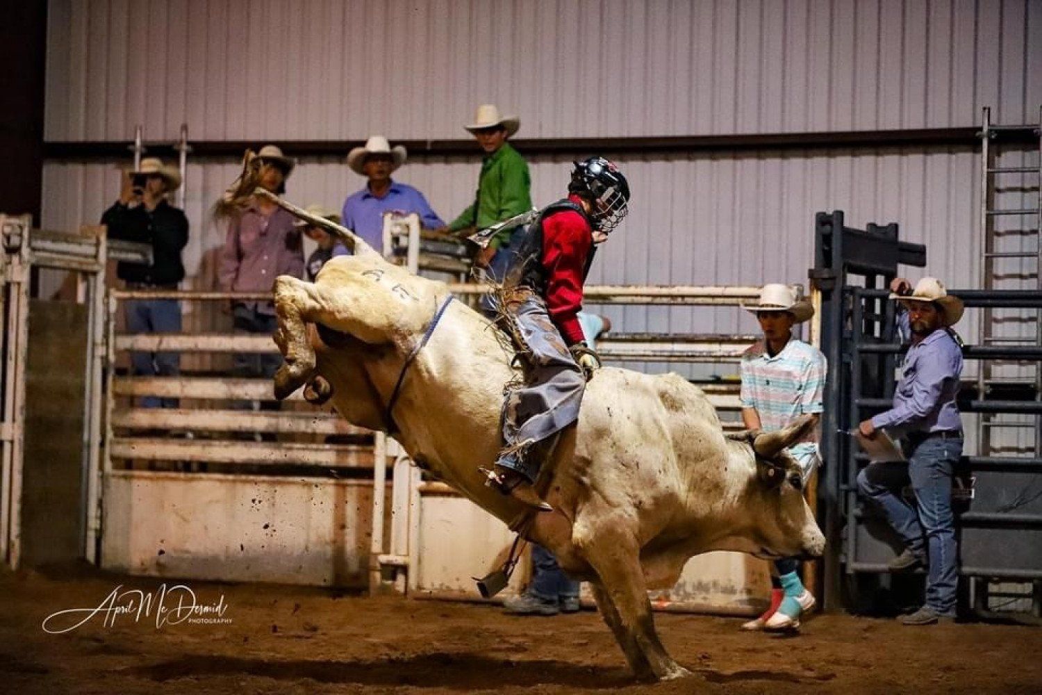 Cowboy Riding A White Bull