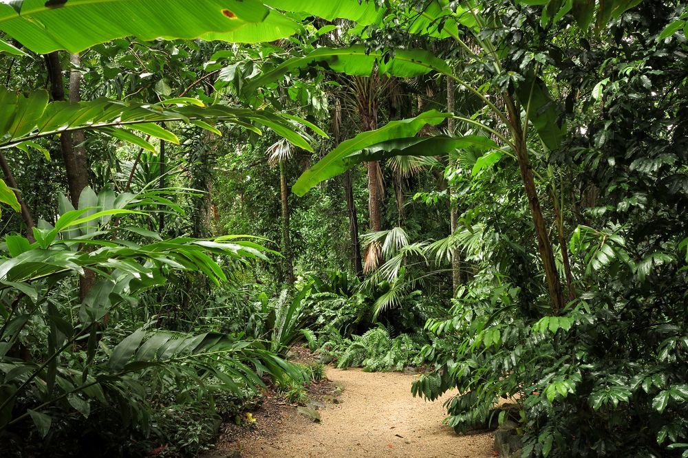 A Dirt Path in The Middle of A Lush Green Forest — Master Lifts Cairns in Cairns, QLD