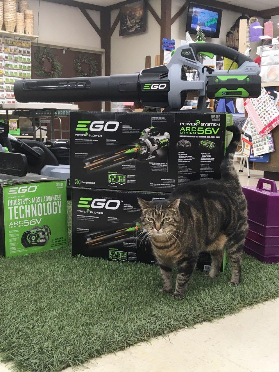 Cat standing in front of EGO leaf blowers on green turf inside a store.