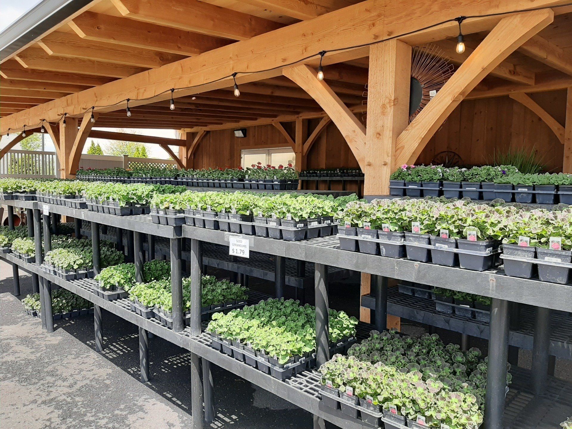 Rows of plants on shelves under a wooden-beam covered outdoor structure.