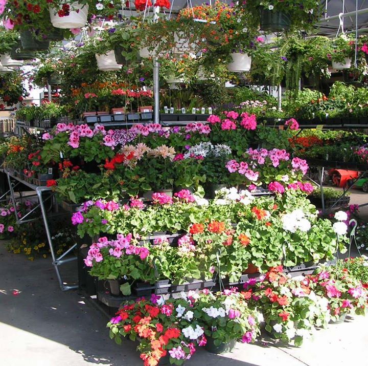 Flowers and plants in pots and hanging baskets at a garden center, a sunny day.
