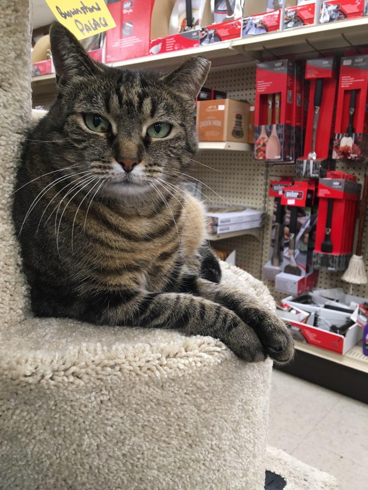 Tabby cat resting on a cat tree in a store, looking directly at the viewer.