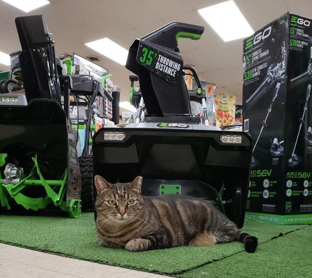 Cat lounging on green turf in front of EGO snowblowers in a store.