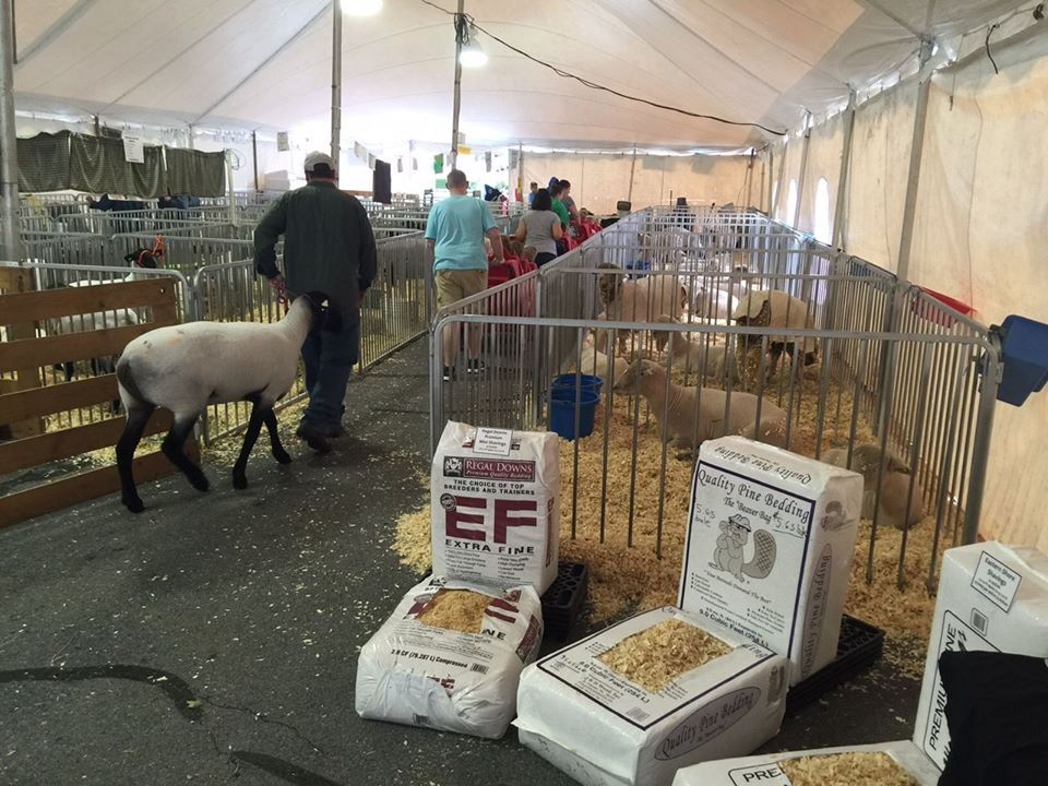 Beef Cattle — Ephrata, PA — Ephrata Agway