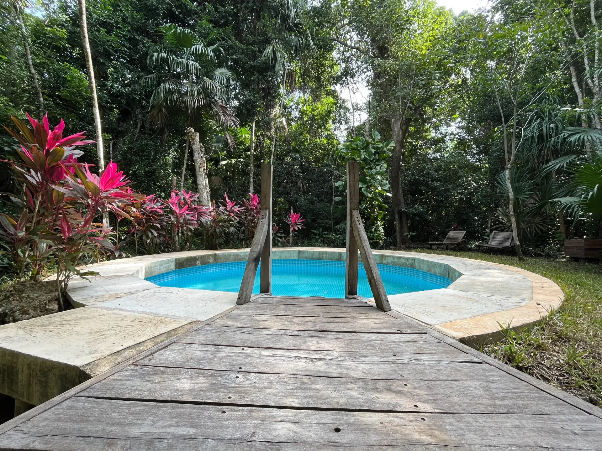 Pool surrounded by greenery, with a wooden walkway leading into the water.