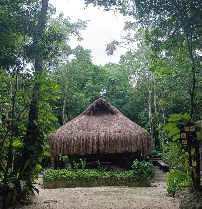 Thatched-roof hut in a lush green forest setting, with a path leading to the entrance.