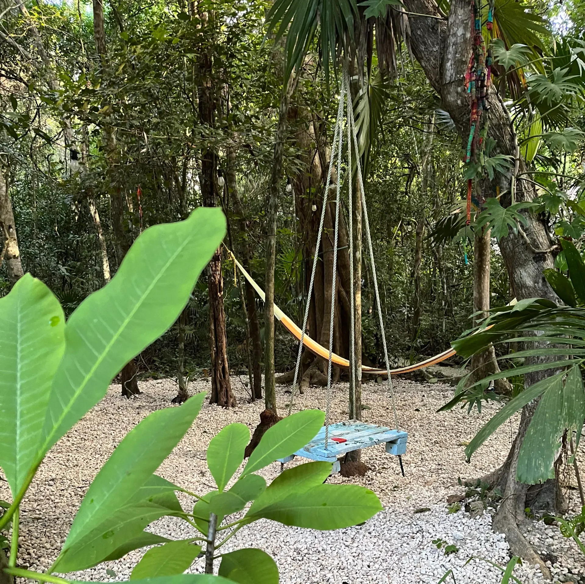 Hammock strung between trees in a lush forest setting, surrounded by greenery and white rocks.