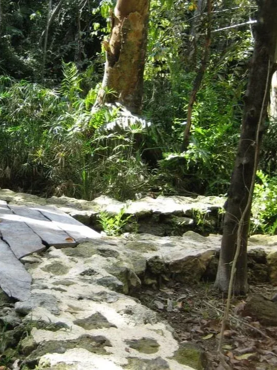 Stone path through a lush forest with light streaming through the trees.
