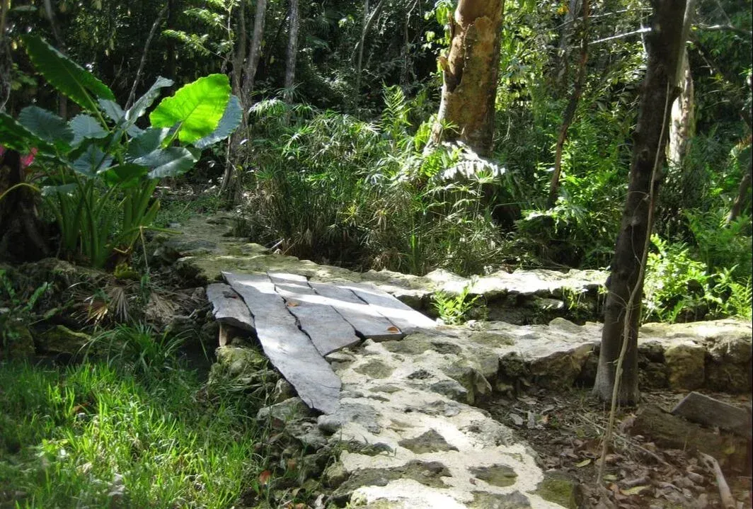 Camino de piedra a través de un frondoso bosque verde, con una planta de hojas grandes a la izquierda.
