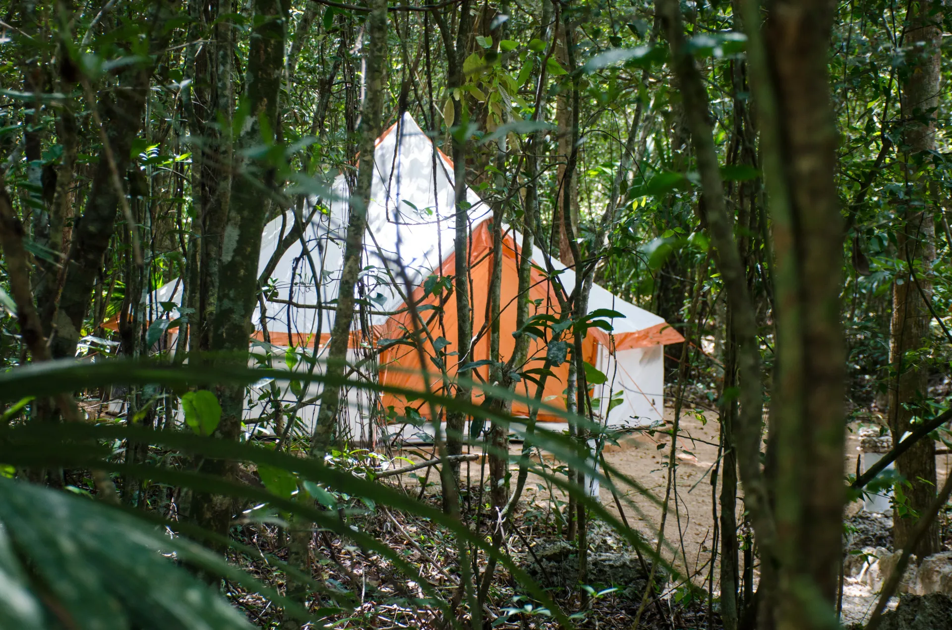 Edificio blanco y naranja parcialmente oscurecido por exuberantes árboles verdes en un bosque.