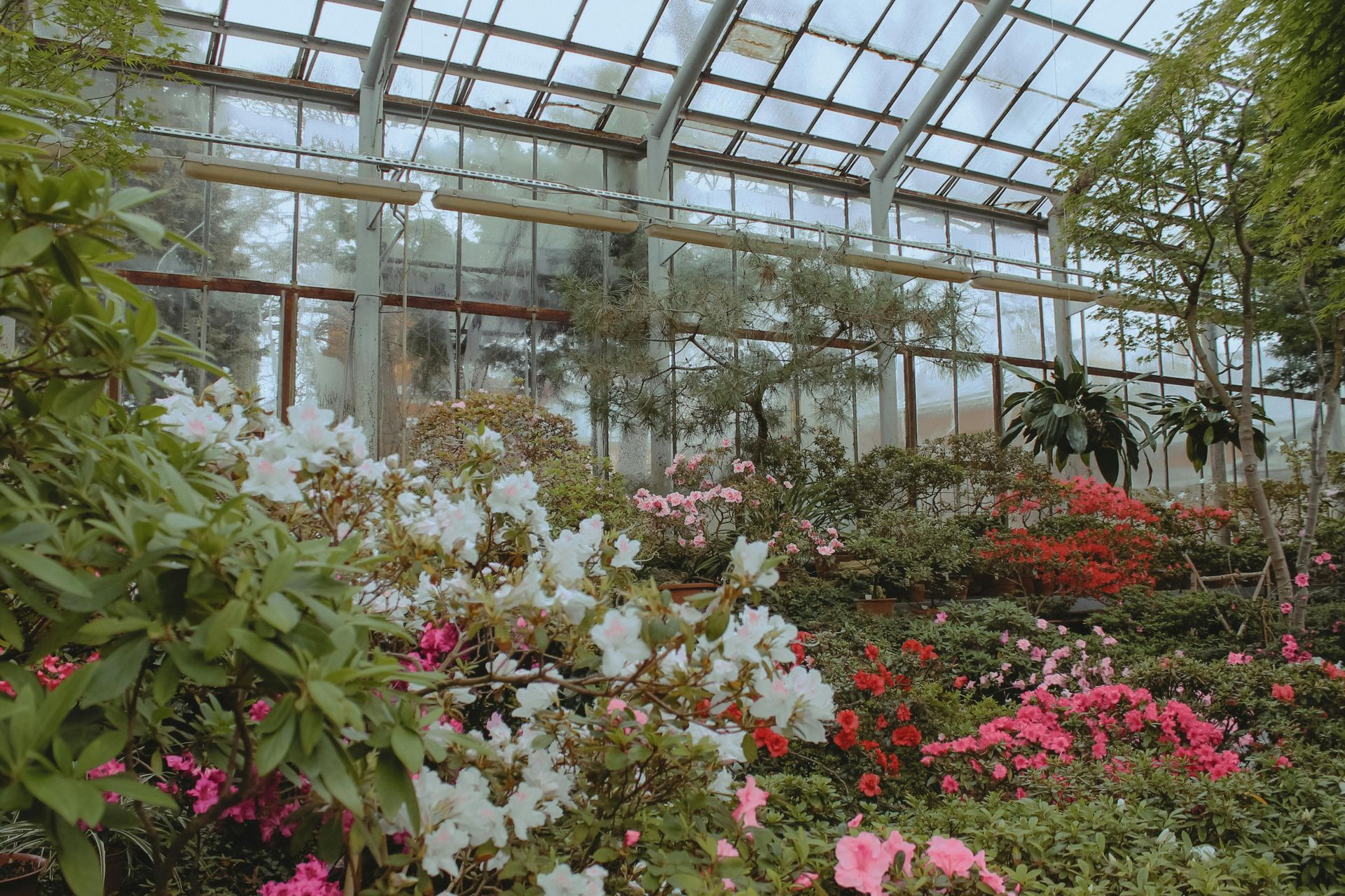 Invernadero lleno de flores y plantas de colores bajo un techo de cristal.