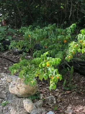 Green pepper plants with yellow peppers, growing near rocks in a natural setting.