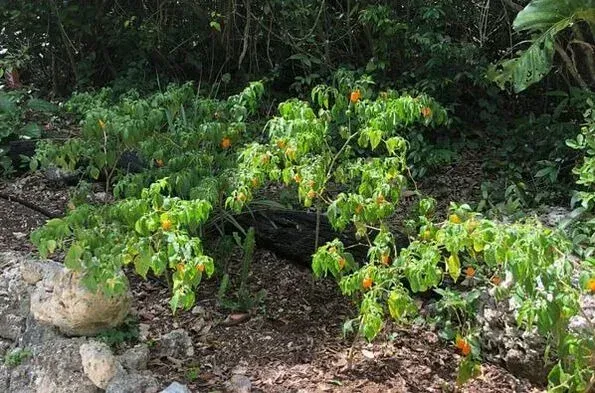 A habanero pepper plant with green leaves and orange peppers, growing outdoors.