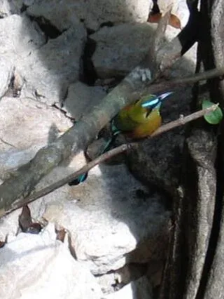Momoto ceja turquesa posado en una rama cerca de las rocas, con cabeza azul, cuerpo naranja y plumas de cola largas.