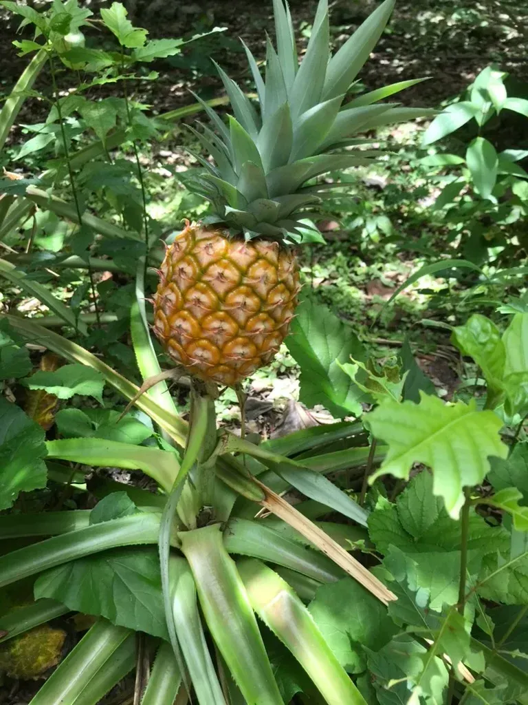 Ripe pineapple growing on a plant with green leaves, in a lush garden setting.