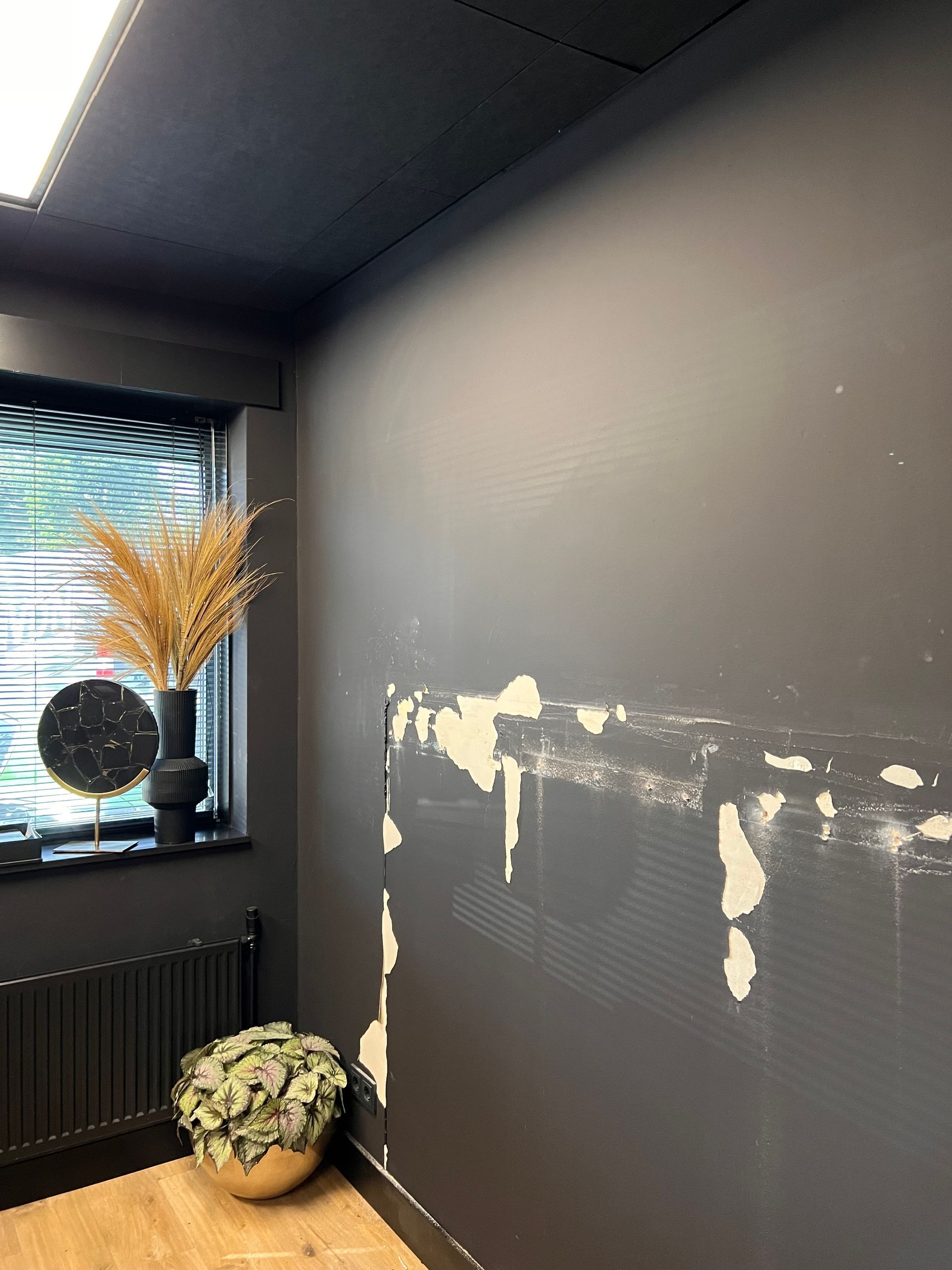 een potplant staat voor een zwarte muur