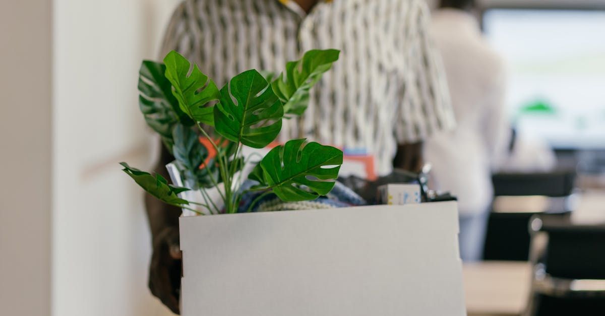 A man is holding a box with a plant in it.