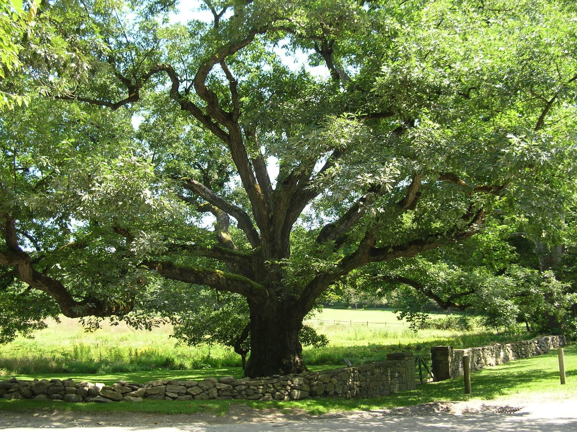 Tree Surgeon Near Me | Bedford
