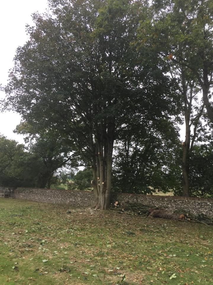Tree Crown Reduction, Lifting & Thinning Bedford