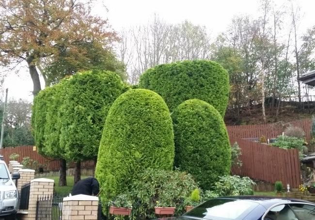 Tree Surgeons Near Me | Bedford