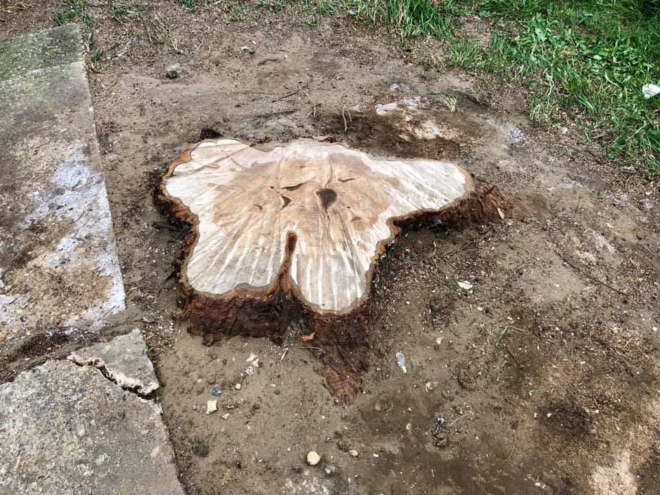 Tree Stump Removal Bedford