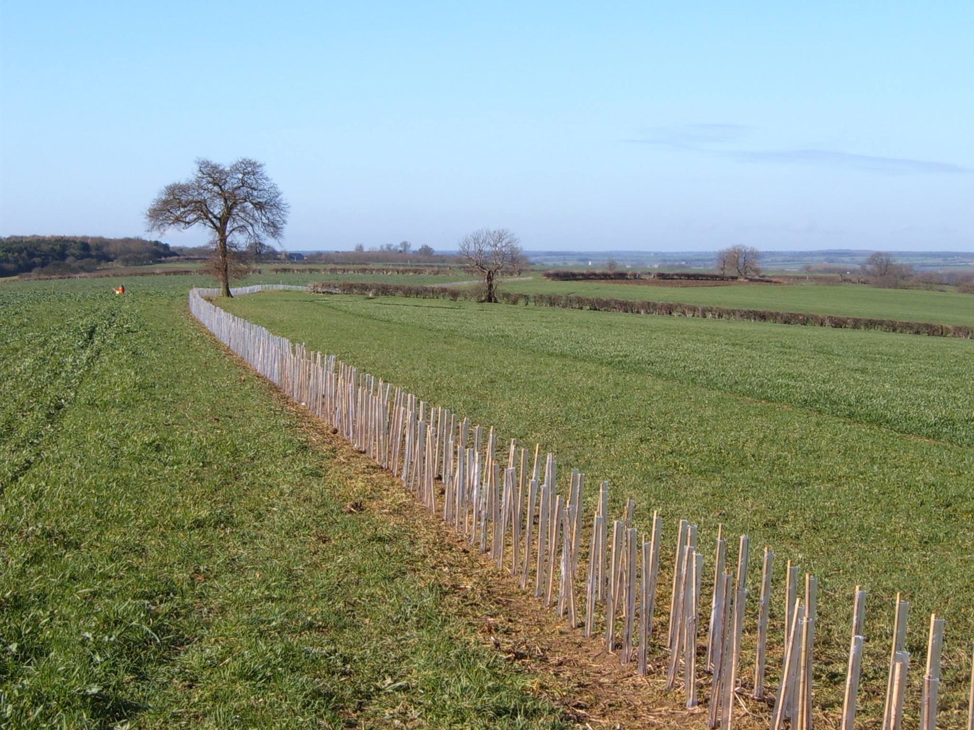Tree Planting Bedford