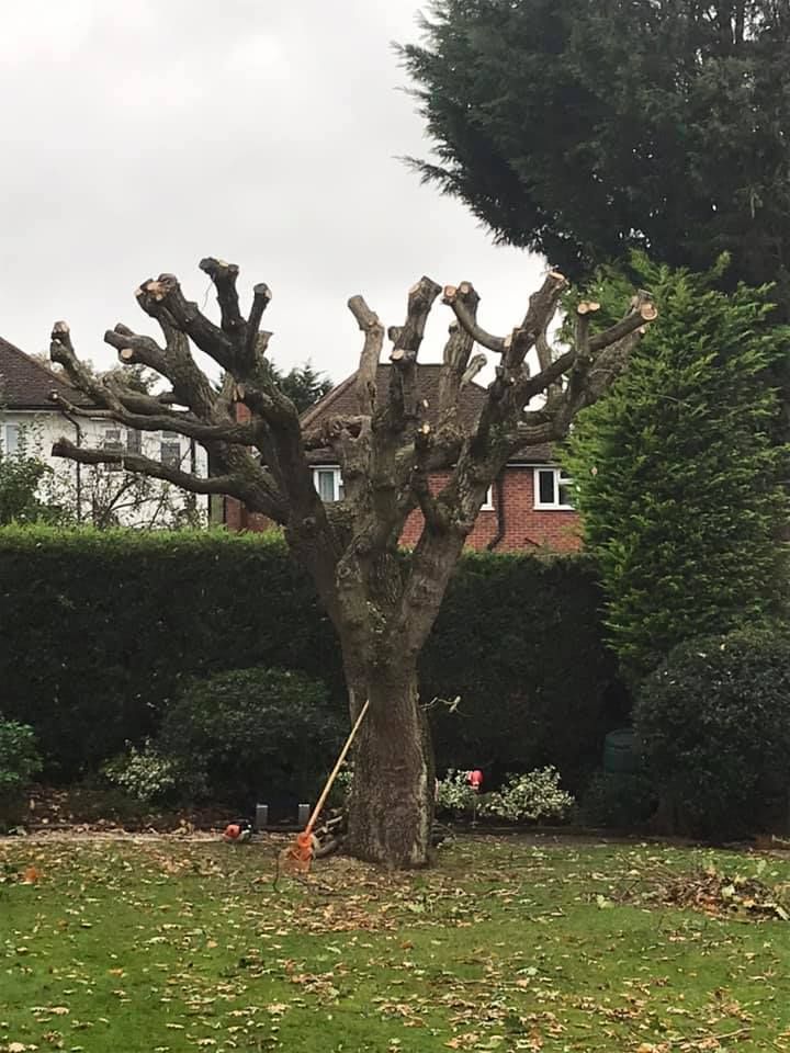 Pollarding and Coppicing Bedford