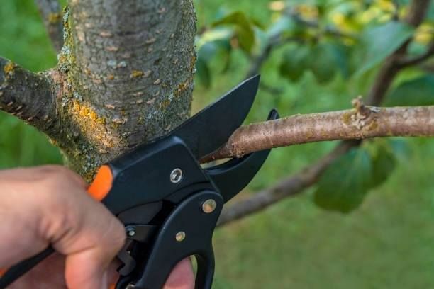 Tree Surgeons Bedford | Local Service