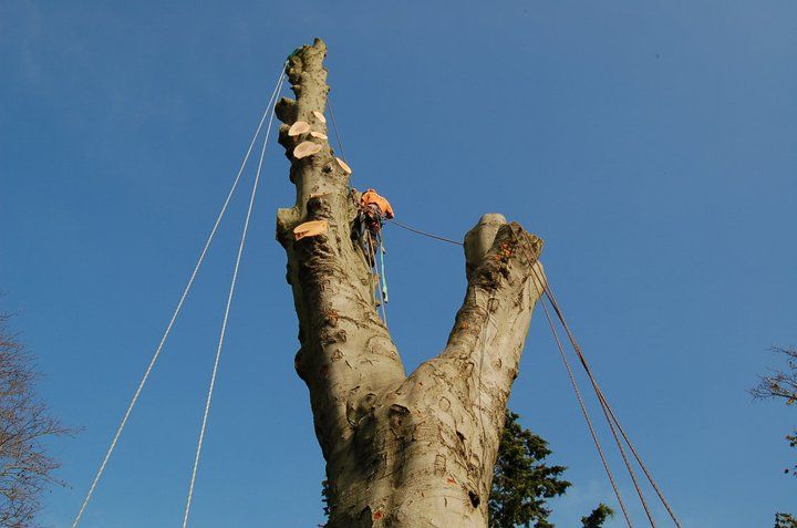 Tree Removal Service Bedford