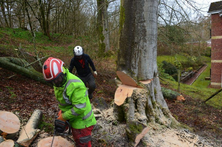 Tree and Stump Removal Services