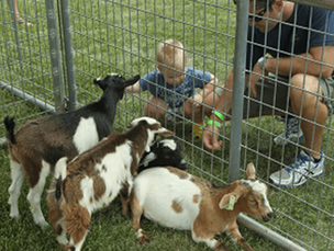 A person and a child watch three small, multi-colored goats standing and lying in a grassy pen behind a metal fence.