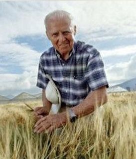 A person in a plaid shirt kneels in a wheat field, holding a hat and examining the crops under a cloudy sky.