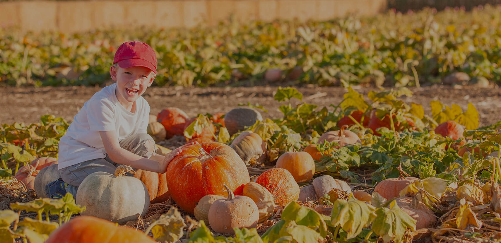 A joyful child in a red cap sits in a sunny pumpkin patch, reaching toward a large, ripe orange pumpkin.
