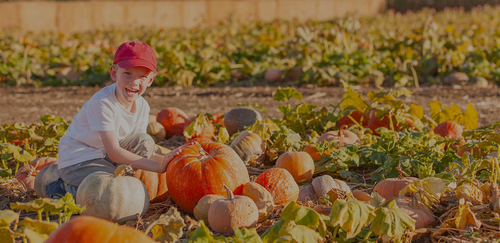A joyful child in a red cap sits in a sunny pumpkin patch, reaching toward a large, ripe orange pumpkin.