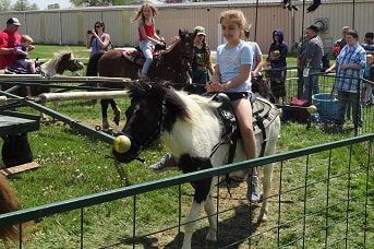 A child rides a black and white pony with a yellow ball in its mouth inside a fenced outdoor riding area.