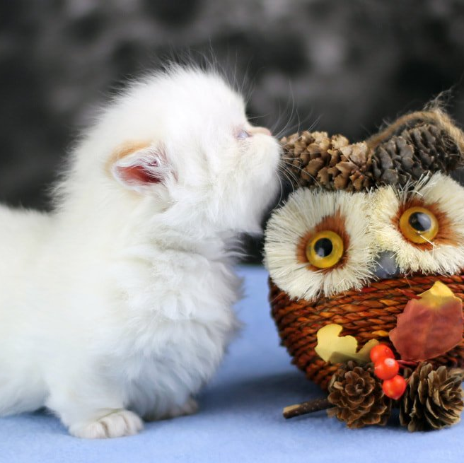 Great Mews Cattery