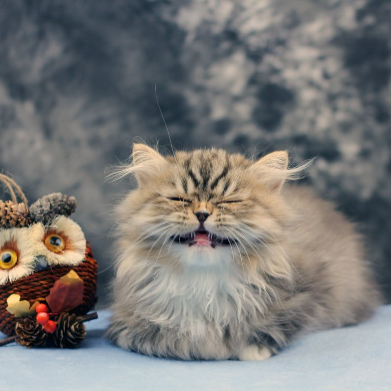 Great Mews Cattery